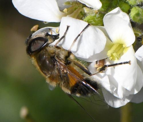 Réf. 247 256 : Eristalis similis